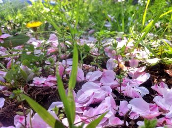 Close-up of purple flowers