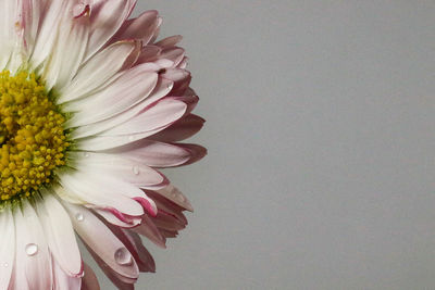 Close-up of pink daisy flower