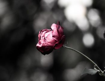 Close-up of pink rose blooming outdoors