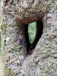 Close-up of hole in tree trunk