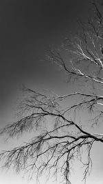Low angle view of bare tree against clear sky