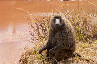 Lion sitting on field