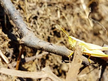 Close-up of insect on branch