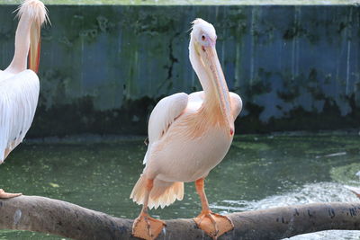 Portrait of white pelican on the branch in the zoo, out door water birds, pelican images