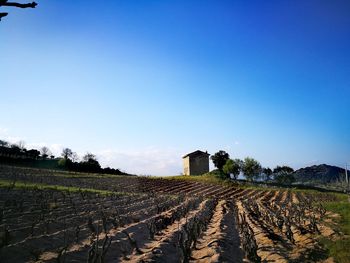 Scenic view of agricultural field against clear blue sky