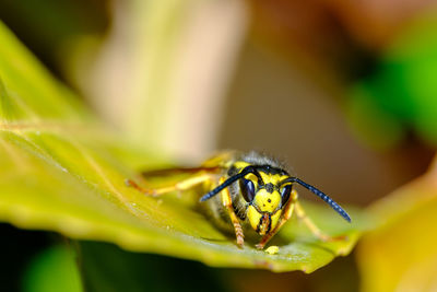 A macro shot of a wasp on a green leaf