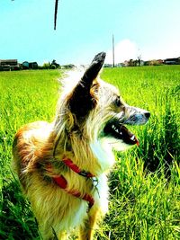 grass