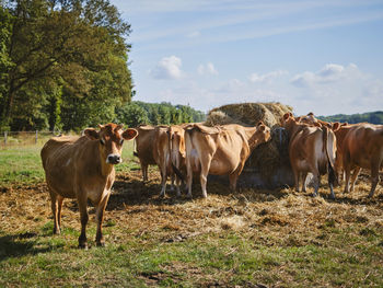 Cows on field