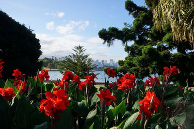 Close-up of red flowering plants against sky