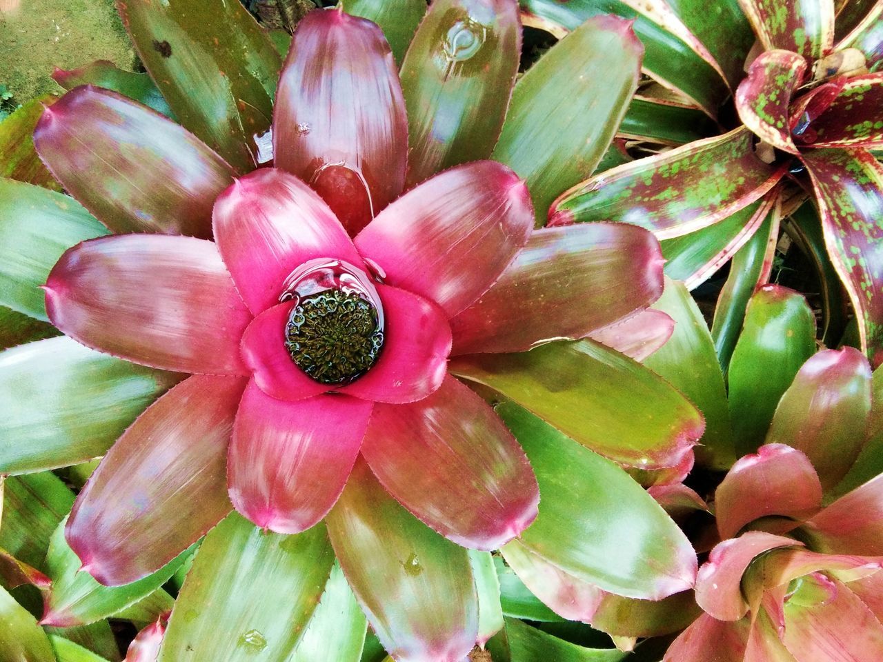 CLOSE-UP OF PINK FLOWER