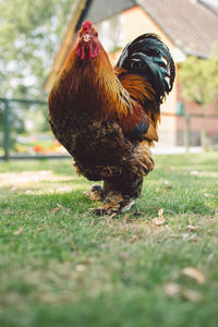 Rooster on grassy field