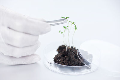 Scientist lifting seedling with tweezers