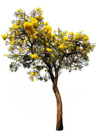 Low angle view of tree against sky