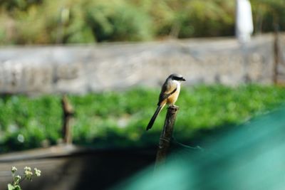 Close-up of bird perching outdoors