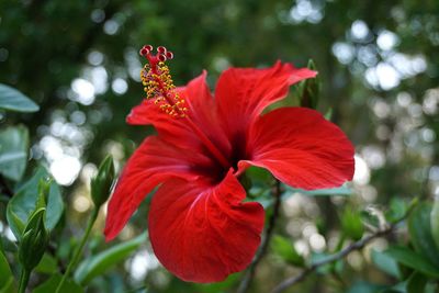 Close-up of red hibiscus blooming outdoors