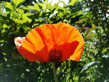 Close-up of orange flowering plant