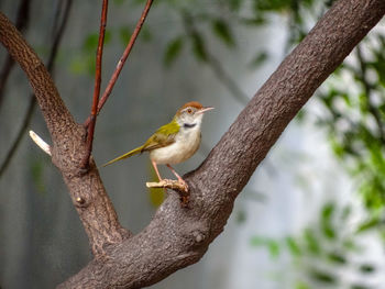 Close-up of a bird perching on tree