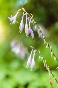 Close-up of purple flowers