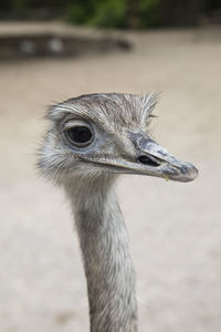 Close-up of a bird looking away