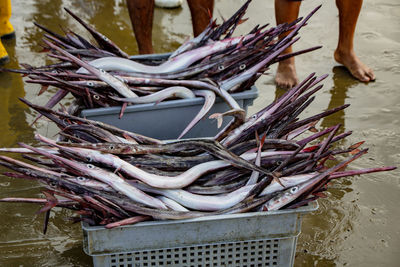 View of fish for sale in market