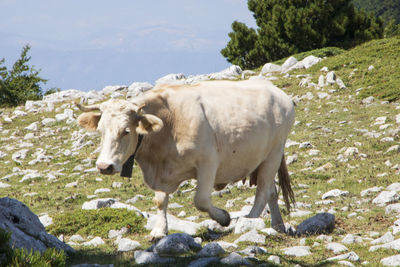 View of a horse on field