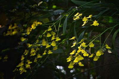 Close-up of yellow flowering plant