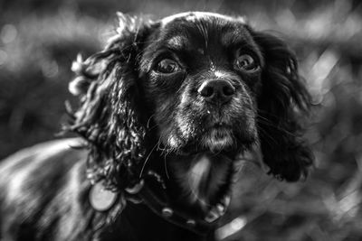 Close-up portrait of dog