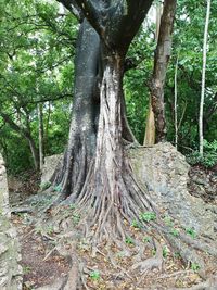 Trees in forest