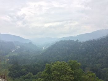 Scenic view of forest against sky