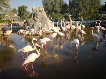 Swans in lake