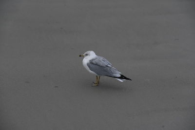 Seagull perching on a land