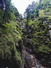 Scenic view of river amidst trees in forest