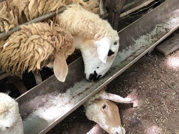 High angle view of sheep