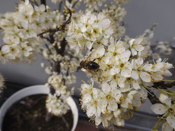 Close-up of bee on white flowers