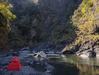 Scenic view of river amidst trees