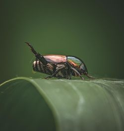 Little bugs on the leaf