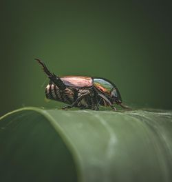 Little bugs on the leaf