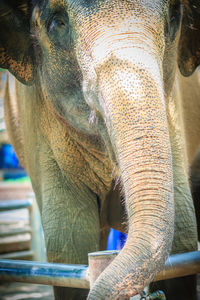 Close-up of elephant