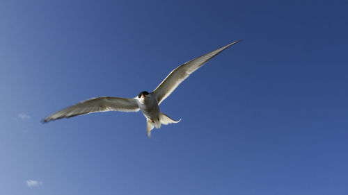 Low angle view of bird flying against clear blue sky