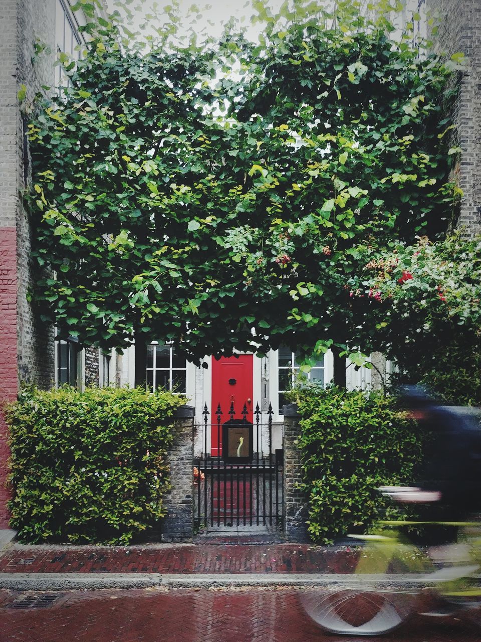 TREES AND PLANTS GROWING BY BUILDING