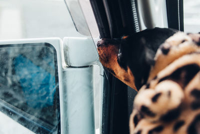 Close-up of dog by car window