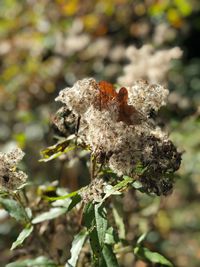 Close-up of wilted flower