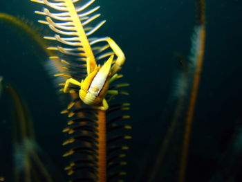 Close-up of yellow underwater