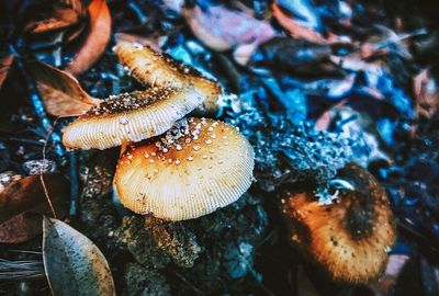 High angle view of mushrooms