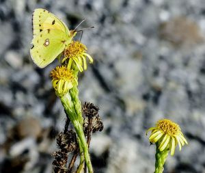 Close-up of butterfly pollinating on yellow flower