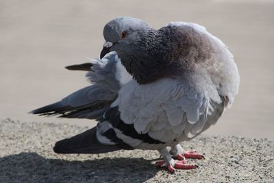 Close-up of seagull perching on land