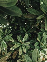 High angle view of leaves