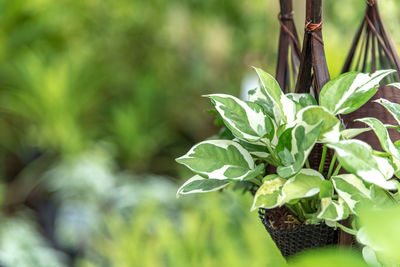 Close-up of potted plant