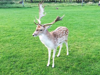 Deer standing on grassy field