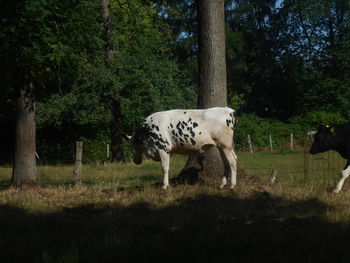 mammal